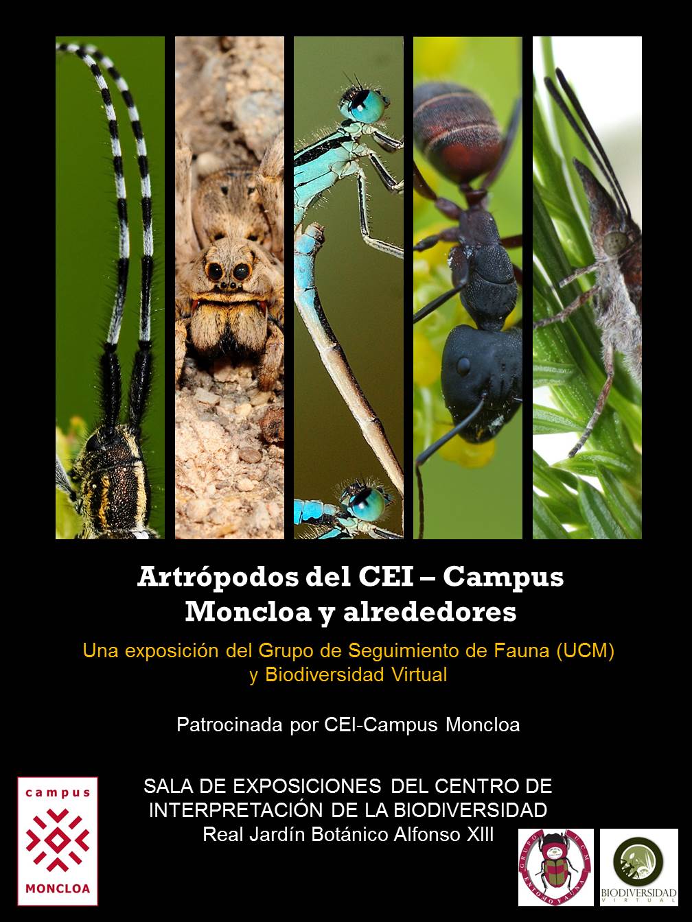 Los Artrópodos del CEI-Campus Moncloa y alrededores
